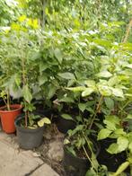 Surinaamse peperplanten 5,00 euro per plant., Ophalen of Verzenden, Eenjarig, Groenteplanten, Volle zon
