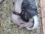 Jonge tamme konijntjes, Dieren en Toebehoren, Juli, Meerdere dieren, Overige typen, Tam