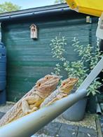 Baardagamen te koop– goed huis gezocht, Dieren en Toebehoren