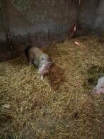 Ter dekking 2 gottinger mini beren, Dieren en Toebehoren, Schapen, Geiten en Varkens, Mannelijk, Varken
