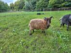 Bruine ouessant ram, Mannelijk, Schaap, 0 tot 2 jaar