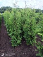 Coniferen Thuja Brabant 100 tot 250cm haag planten, Tuin en Terras, Ophalen of Verzenden, Conifeer, Struik, 100 tot 250 cm