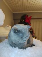 Britse korthaar, Dieren en Toebehoren, Meerdere dieren, Gechipt, 0 tot 2 jaar