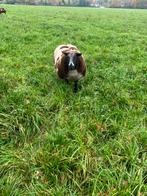 Luxe bonte dekram, Dieren en Toebehoren, Mannelijk, Schaap