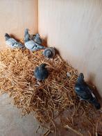 Jonge duiven, Dieren en Toebehoren, Vogels | Duiven, Meerdere dieren, Postduif