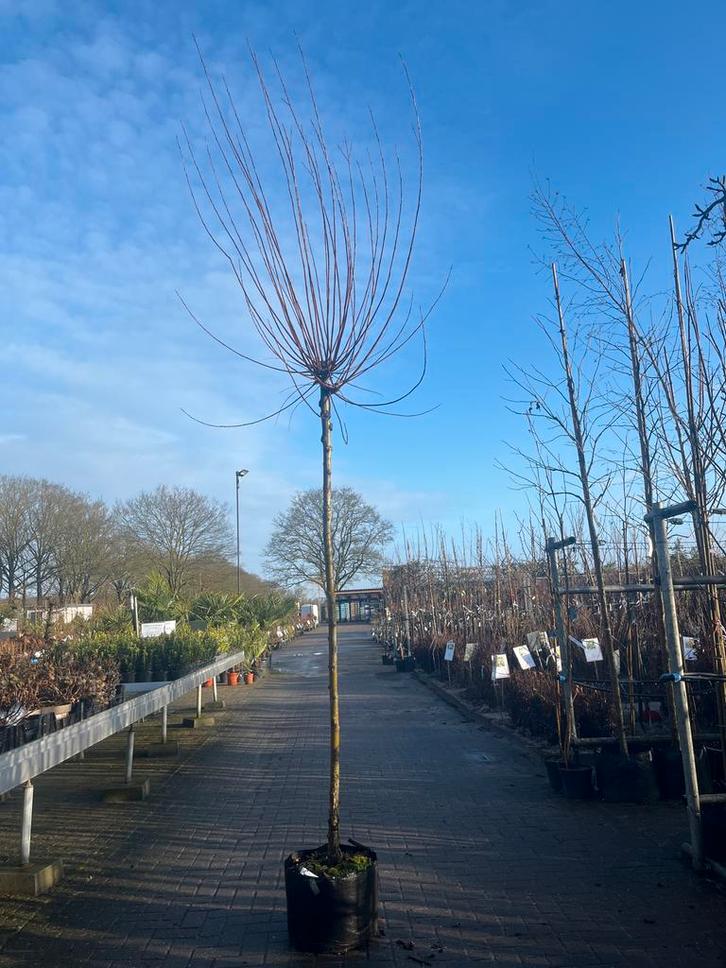 Salix Alba Knotwilg - Prachtige Boom, Tuin en Terras, Planten | Bomen, Overige soorten, 100 tot 250 cm, Volle zon, Bloeit niet