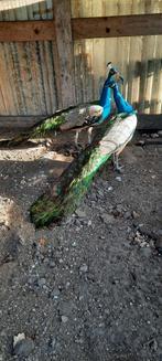 Tekoop 2 mooie pauwen bellen, Mannelijk, Overige soorten