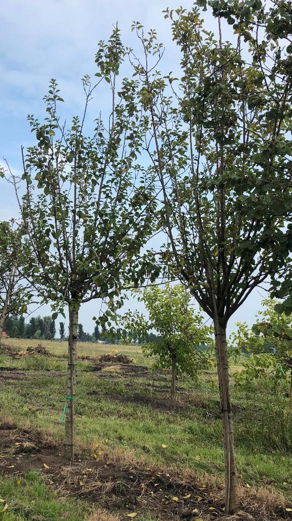 Hoogstam Pruimenbomen diverse rassen 10 jaar, Tuin en Terras, Planten | Fruitbomen, Pruimenboom, 400 cm of meer, Lente, Ophalen