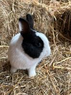 Lief mannetjes konijn te koop, Dieren en Toebehoren, Konijnen, Mannelijk, Klein, 0 tot 2 jaar