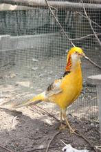 Goed tehuis gezocht voor geelfazant haan., Dieren en Toebehoren, Vogels | Overige Vogels, Mannelijk, Tam