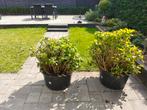 Te koop: robuuste hortensia's uit volle grond, Vaste plant, Halfschaduw, Zomer, Ophalen