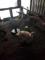 Kippen en goud fazanten te koop, Dieren en Toebehoren, Pluimvee, Vrouwelijk, Kip