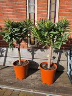 Oleanders diverse maten, ook op stam, Overige soorten, Volle zon, Vaste plant, Ophalen of Verzenden