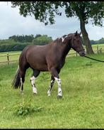 Vriendelijke bonte ruin Paint Horse kruising western, Dieren en Toebehoren, Paarden, Ruin, Minder dan 160 cm, Recreatiepaard, 3 tot 6 jaar