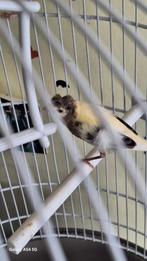 Verkopen, Dieren en Toebehoren, Vogels | Kanaries, Meerdere dieren