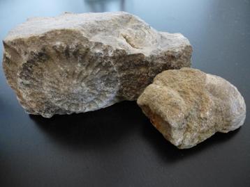 Twee Fossielen - Gefossiliseerde dieren beschikbaar voor biedingen