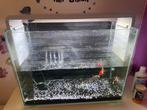 Superfish Home 85 Aquarium – compleet met goudvissen, Dieren en Toebehoren, Ophalen of Verzenden, Nieuw, Gevuld zoetwateraquarium