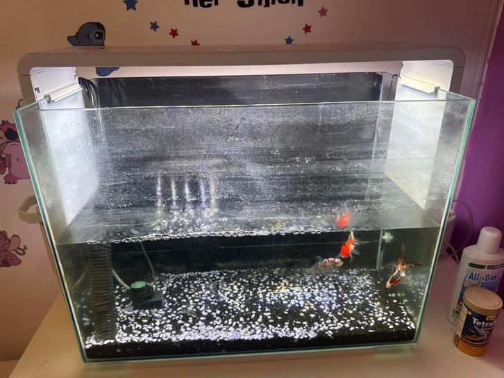 Superfish Home 85 Aquarium – compleet met goudvissen, Dieren en Toebehoren, Vissen | Aquaria en Toebehoren, Nieuw, Gevuld zoetwateraquarium