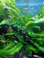 Guppen vrouwtjes en babies, Dieren en Toebehoren, Vissen | Aquariumvissen, Vis, Zoetwatervis
