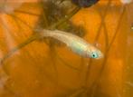 Rijstvissen Medaka nakweek, Dieren en Toebehoren, Vissen | Aquariumvissen, Vis