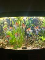 Redback maanvissen., Dieren en Toebehoren, Ophalen of Verzenden, Zo goed als nieuw, Overige typen