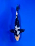 VHQ Tateshita Shiro Utsuri 25-30cm Japanse koi, Karper of Koi