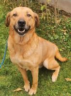 Met spoed huisje gezocht voor Goldy️ kruising Labrador, Dieren en Toebehoren, Honden | Retrievers, Spaniëls en Waterhonden, Parvo