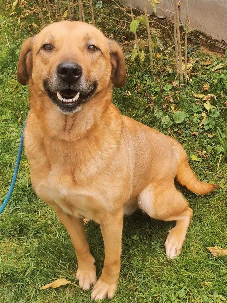 Met spoed huisje gezocht voor Goldy️ kruising Labrador, Dieren en Toebehoren, Honden | Retrievers, Spaniëls en Waterhonden, Teef