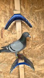 Post duiven 20 euro, Dieren en Toebehoren, Vogels | Duiven, Mannelijk, Postduif