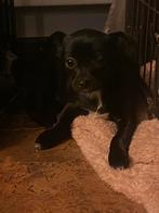 Lief klein schattig chihuahua kruising teefje, Dieren en Toebehoren, Honden | Niet-rashonden, CDV (hondenziekte), 8 tot 15 weken
