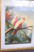 Een schilderij Daniel Mountier ./ Kakatoe, Antiek en Kunst, Ophalen of Verzenden