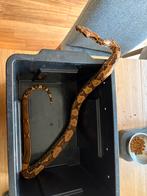 Boa constrictor imperator incl terrarium met onderkast., Dieren en Toebehoren, Reptielen en Amfibieën, Slang, Met terrarium, 3 tot 6 jaar
