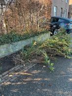 Taxus haag, 5 struiken met kluit. 7-3 uitgegraven, Ophalen, Taxus, Minder dan 100 cm