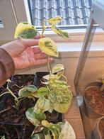 Scindapsus Jade Satin Variegata (Marble Queen), Huis en Inrichting, Kamerplanten, Ophalen of Verzenden, Overige soorten, Minder dan 100 cm