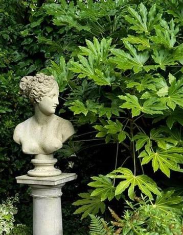 FATSIA 'Japonica' ( NU PLanttijd ) beschikbaar voor biedingen