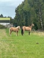 2 NRPS fok - sport pony’s te koop, Dieren en Toebehoren, Pony's, Merrie, Gechipt, Dressuurpony, Zadelmak