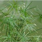 papyrus plant., Huis en Inrichting, Kamerplanten, Overige soorten, Minder dan 100 cm, Ophalen of Verzenden, Bloeiende kamerplant