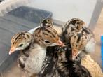 Kalkoen kuikentjes, Geslacht onbekend, Wildzangvogel