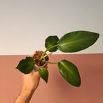 Philodendron Rugosum Aberrant (1), Overige soorten, Minder dan 100 cm, Groene kamerplant, Halfschaduw