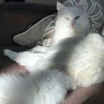 Turkse angora cattery van karalice heeft kittens!!!, Dieren en Toebehoren, Katten en Kittens | Raskatten | Langhaar, Kater, Ontwormd