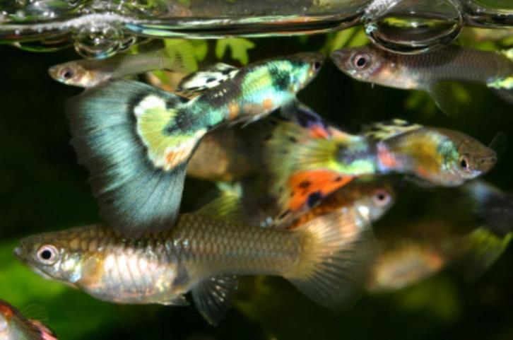 GUPPEN EN ALGENETERS VAN KLEIN TOT GROOT EN NOG DIV KLEUREN, Dieren en Toebehoren, Vissen | Aquariumvissen, Zoetwatervis, Vis