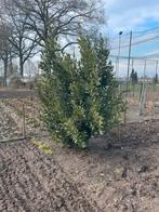 Mooie Laurierboom - 2,10m hoog, 3 jaar oud, Tuin en Terras, Volle zon, Bloeit niet, 100 tot 250 cm, Overige soorten