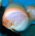 Discus White Butterfly X Golden Pigeon 8 cm Siner - Koidream