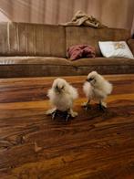 Kuikens 3 weken oud, Dieren en Toebehoren, Pluimvee, Vrouwelijk, Kip