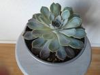 Echeveria Elegans Rose plant inclusief bloempot., Ophalen, Halfschaduw, Minder dan 100 cm