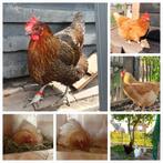 Verschillende kippen te koop, Dieren en Toebehoren, Pluimvee, Vrouwelijk, Kip