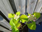 Roze hortensia H55 cm B33 cm soort: Hydranga macrophylla, Overige soorten, Vaste plant, Ophalen of Verzenden, Halfschaduw