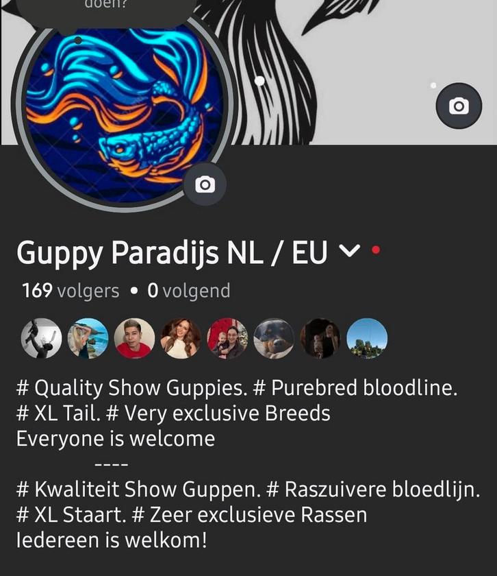 Speciale Raszuiver Guppen! zeer exclusieve., Dieren en Toebehoren, Vissen | Aquariumvissen, Zoetwatervis, Vis, Schoolvis