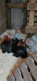 Cochin kippen/haantjes, Dieren en Toebehoren, Pluimvee, Meerdere dieren, Kip