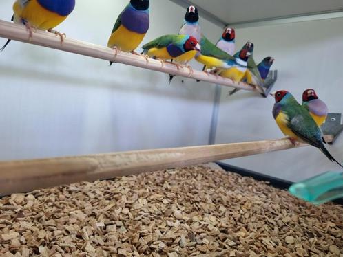 Verschillende soorten tropen, kanaries en kromsnavels, Dieren en Toebehoren, Vogels | Overige Vogels, Tropenvogel, Meerdere dieren
